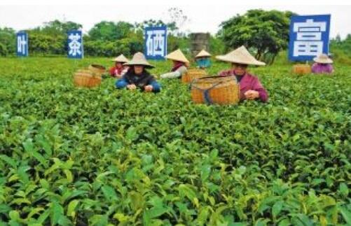 廣西欲打造中國富硒農業(yè)之都