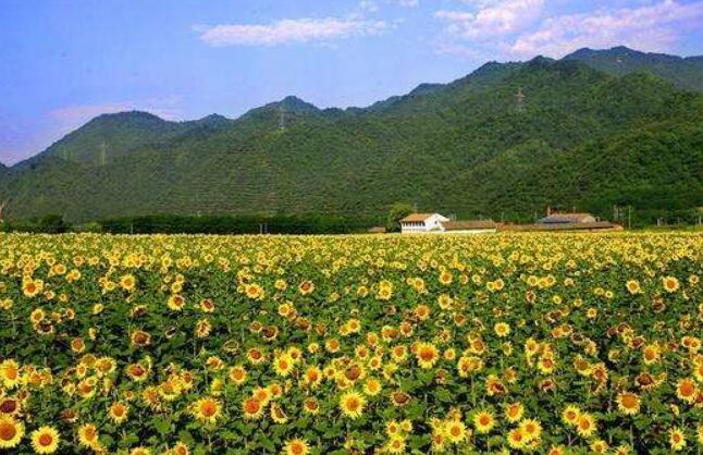 陜西鳳縣農村“三變”改革助力脫貧攻堅 