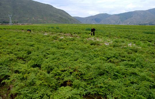 河北省六措并舉為產業(yè)扶貧注入新動能