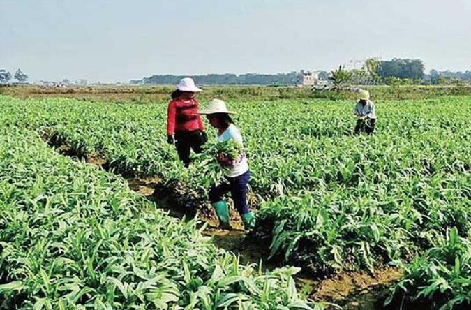 廣西：年產(chǎn)蔬菜3000多萬噸成“南菜北運”基地