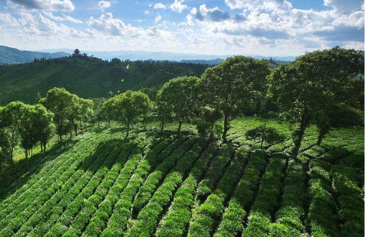 云南省推動(dòng)云茶產(chǎn)業(yè)綠色發(fā)展