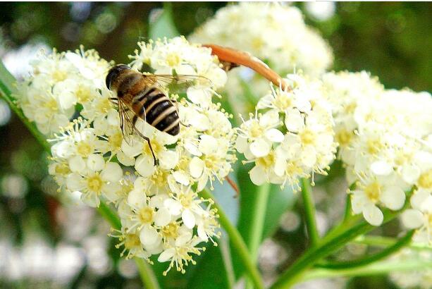 湖南省桂東縣獲“中國野桂花蜜之鄉(xiāng)”稱號