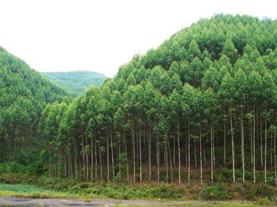 《國家儲備林建設(shè)管理辦法(試行)》政策解讀