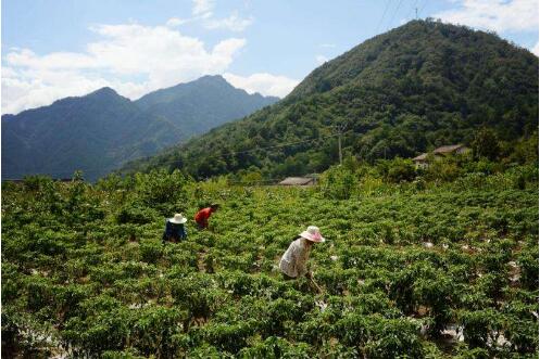 陜西省寧陜縣去年生態(tài)脫貧惠及5300多戶貧困戶