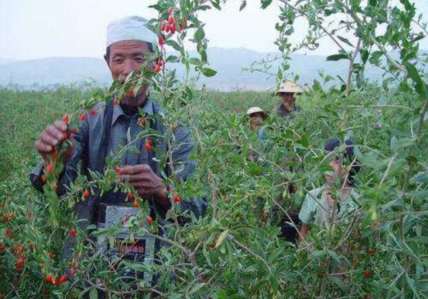 寧夏通過立法促進生態(tài)保護和經濟高質量發(fā)展