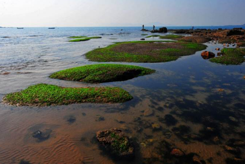 我國重要國際濕地中近海與海岸濕地總體狀況良好