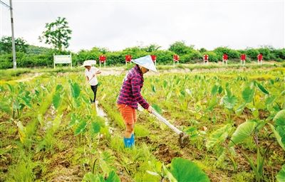 脫貧從此有了“壓艙石”——各地就業(yè)脫貧在行動(dòng)