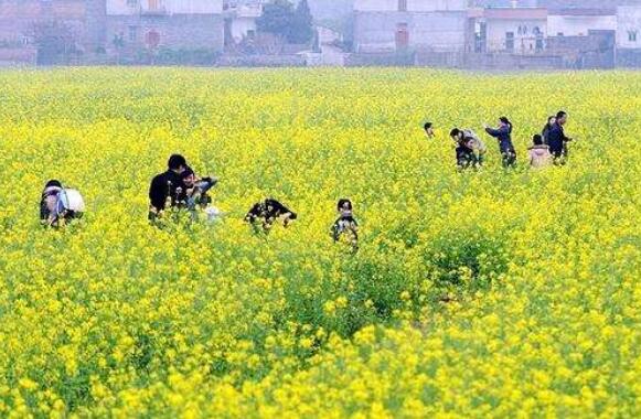 中國油菜花旅游推廣聯(lián)盟成立