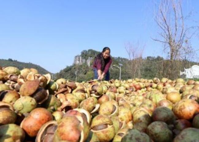 貴州省黎平縣家庭式整村推進油茶產(chǎn)業(yè)建設