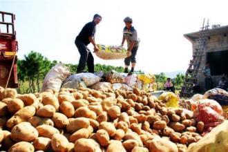 糧食安全保障法草案二審 薯類擬寫入糧食法律定義引熱議