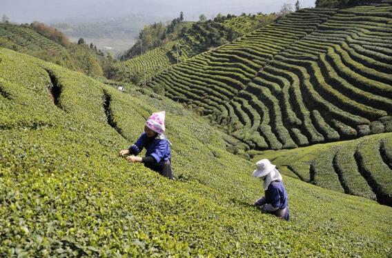 福建武夷山市：小茶葉托起鄉(xiāng)村振興“大產(chǎn)業(yè)”