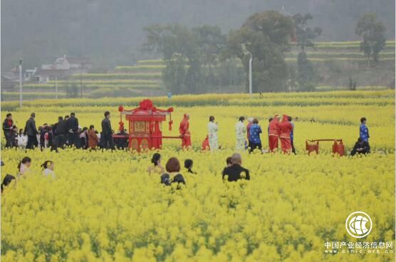 浙江仙居：萬畝油菜花開喜迎八方客