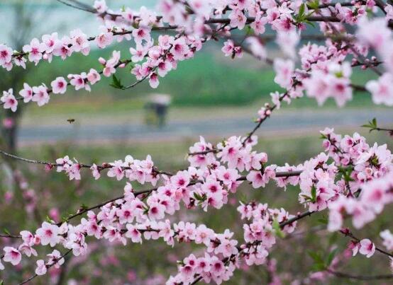 賞花經(jīng)濟(jì)要走得遠(yuǎn)，就得有點新花樣