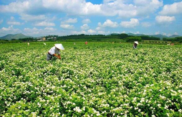 廣西橫縣多舉措打造茉莉花產(chǎn)業(yè)品牌