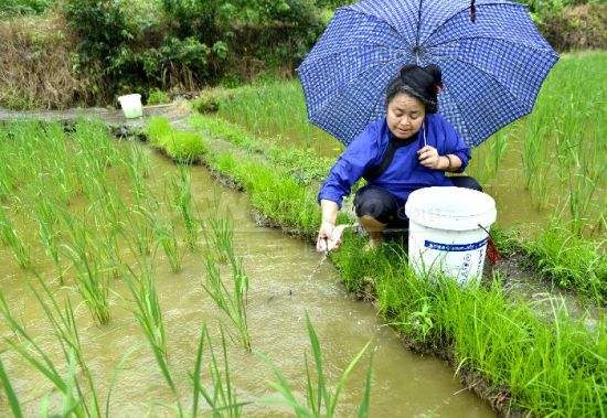 江西崇仁：“冬閑田”搖身變成“致富田”