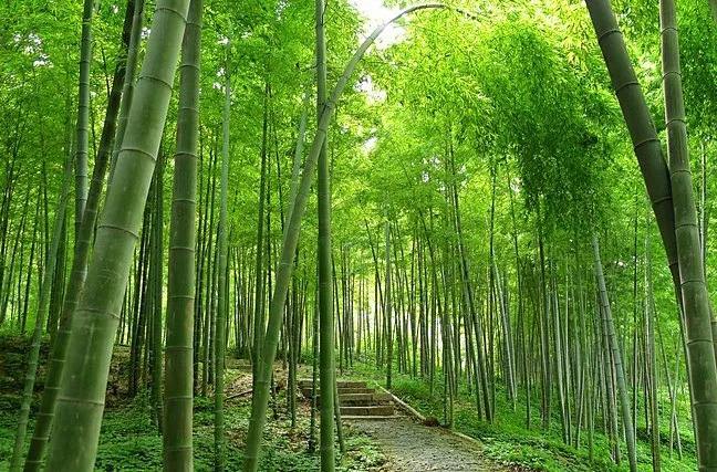 國家林業(yè)和草原局關(guān)于促進(jìn)林業(yè)和草原人工智能發(fā)展的指導(dǎo)意見