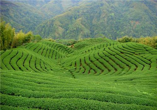 河南淅川依靠生態(tài)產(chǎn)業(yè)精準(zhǔn)脫貧