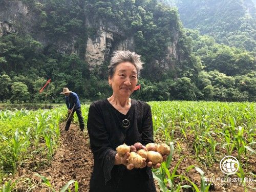 電商平臺聯(lián)動農(nóng)戶，打造蘇寧特色扶貧模式