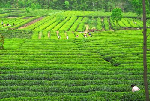 甘肅隴南：一片茶葉成就一個(gè)產(chǎn)業(yè)，富裕一方百姓