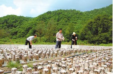 甘肅徽縣實施“123帶動百千萬”產業(yè)扶貧工程見聞