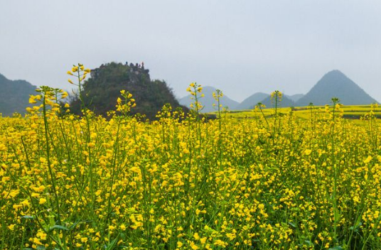 2025年重慶油菜生產(chǎn)機(jī)械化率將超55% 