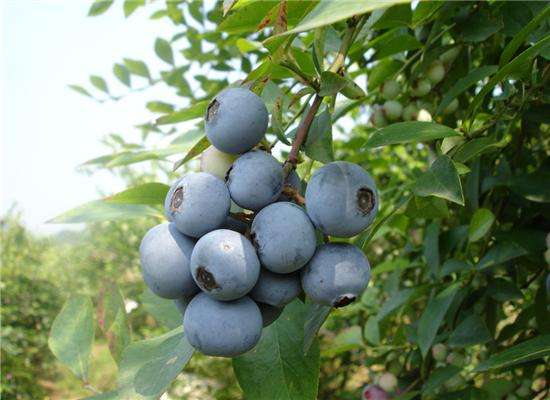 貴州黔東南麻江：好山好水種好果 產(chǎn)業(yè)催生“致富花”