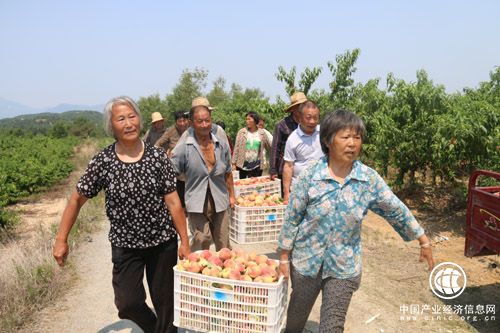 河南省南召縣有機(jī)農(nóng)產(chǎn)品享譽(yù)全國