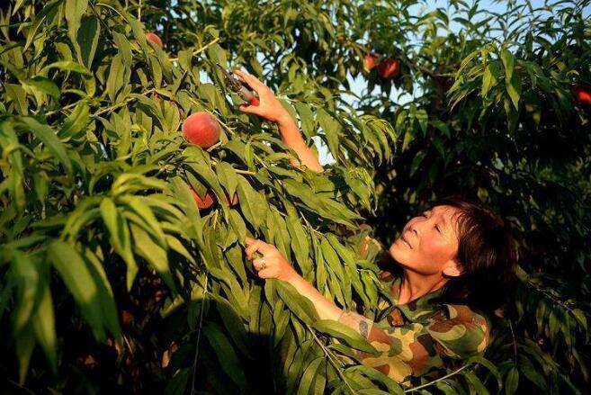 全國東西部協(xié)作和中央單位定點幫扶工作推進(jìn)會在青海省西寧市召開