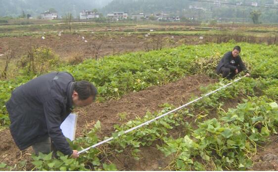 重慶市彭水縣：小紅薯變成增收“金疙瘩” 撬動(dòng)扶貧大產(chǎn)業(yè)