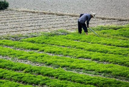 中共中央、國務院印發(fā)重磅文件 保持土地承包關系穩(wěn)定并長久不變