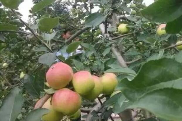 全省水果種植面積、年產(chǎn)量均躋身全國前十 河南果蔬產(chǎn)業(yè)版圖如何擴(kuò)張？