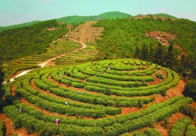 江西生態(tài)建設(shè)取得積極成效 濕地和水域面積總體保持穩(wěn)定