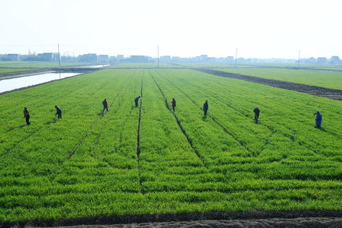 到2024年底四川農(nóng)田建設(shè)外資項(xiàng)目將全部竣工