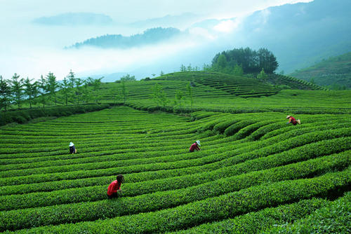 今年我國(guó)春茶呈現(xiàn)產(chǎn)銷(xiāo)兩旺態(tài)勢(shì)