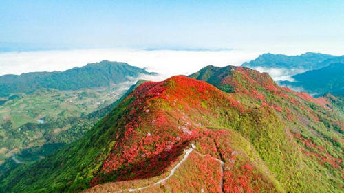 飛艇漫游 登山賞花！今年“五一”，別錯(cuò)過“丹寨高山花?！?></a></div><!-- img end -->	<div   id=