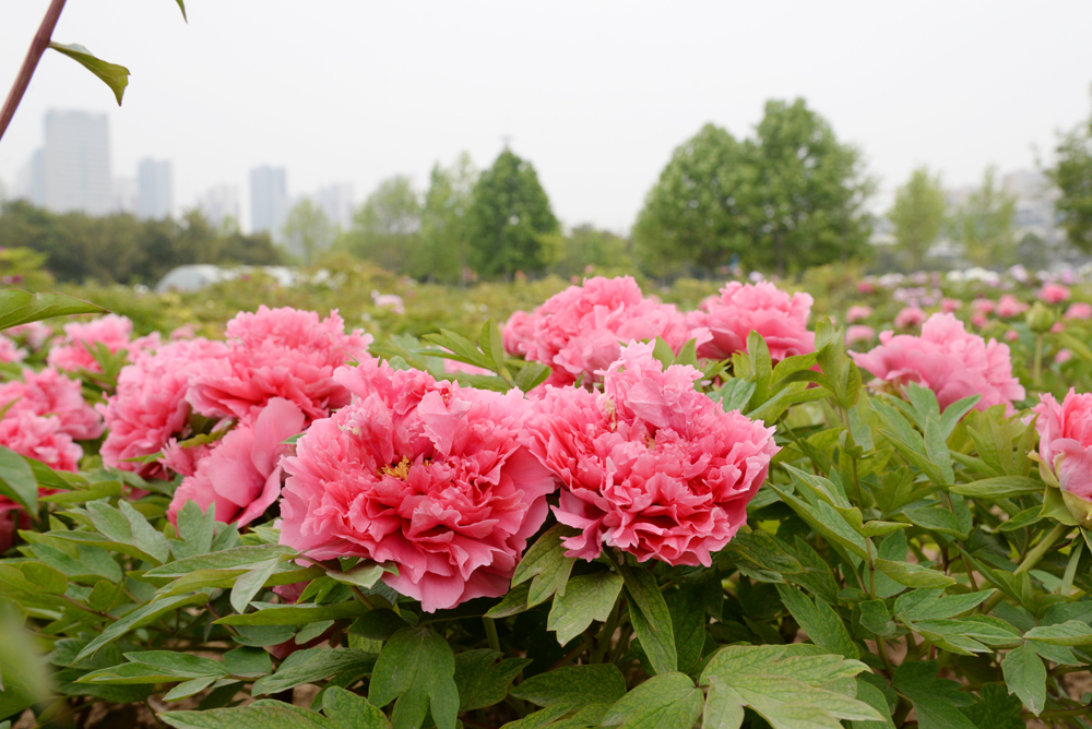 曹州牡丹園內(nèi)晚期牡丹進(jìn)入盛花期