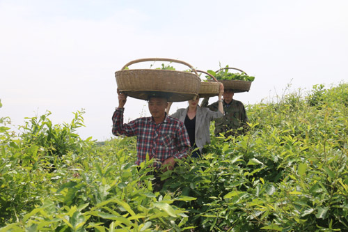 河南南召：柞蠶滿山坡 增收有保障