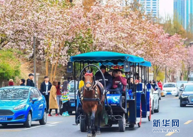 天津：五大道旅游觀光馬車恢復接待游客