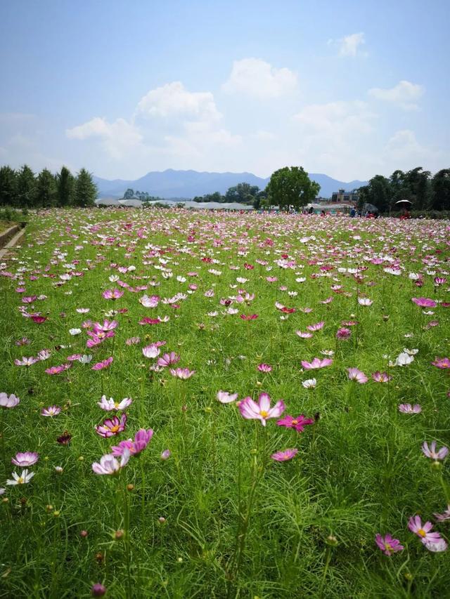 僑鄉(xiāng)花海，你打卡了嗎