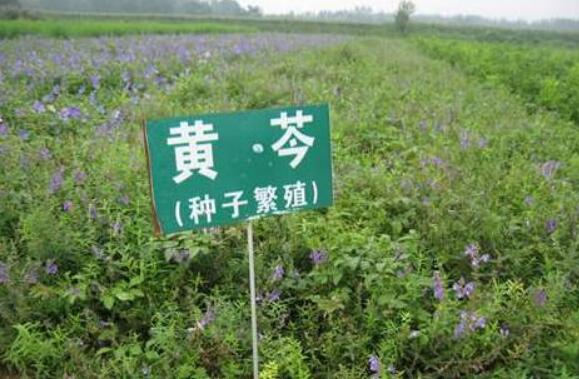 黑龍江：中草藥種植鼓起村民“錢(qián)袋子”