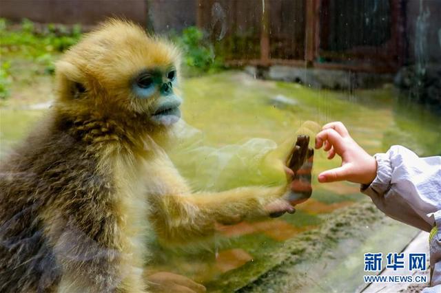 貴陽(yáng)動(dòng)物園有序開(kāi)放