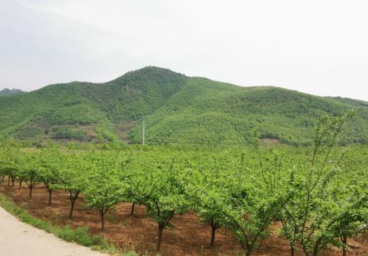 河南南召馬市坪鄉(xiāng)：青山映紅梅，脫貧奔小康