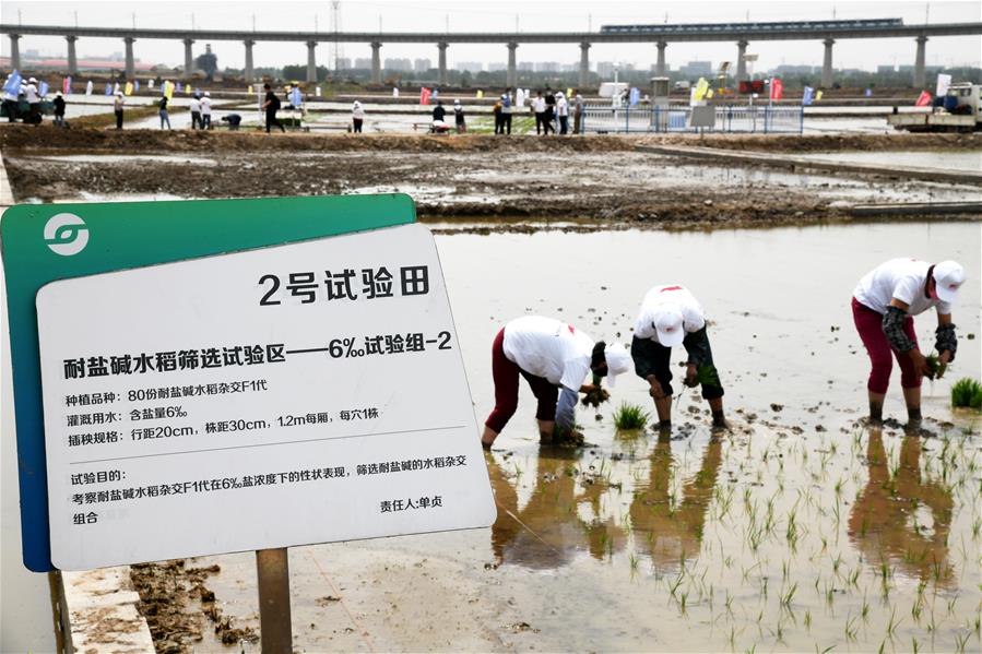 中國海水稻“拓荒”助力全球糧食供應安全