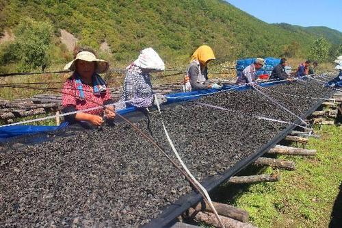 吉林延邊構建產業(yè)扶貧項目收益分配特色模式