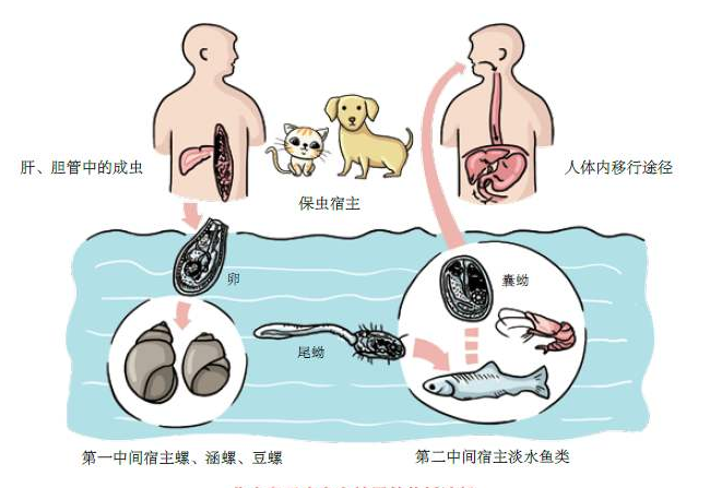 肝吸蟲病傳播機制闡明