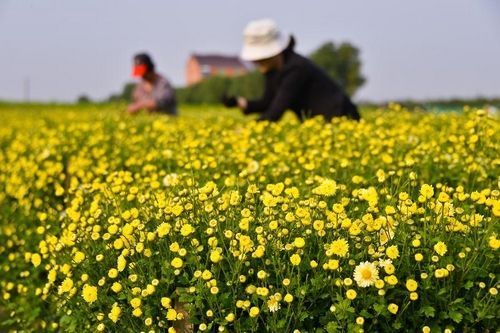 重慶璧山：金絲皇菊迎豐收 鋪就金色致富路