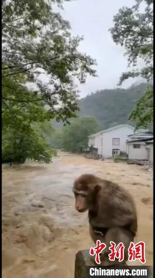 武夷山暴雨致景區(qū)暫時封閉 受驚猴子成“網(wǎng)紅”