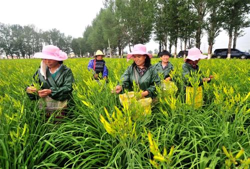 “大同黃花”入選地理標志運用促進工程項目