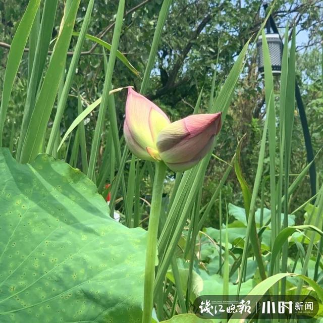 西溪濕地并蒂蓮開花一天就被折