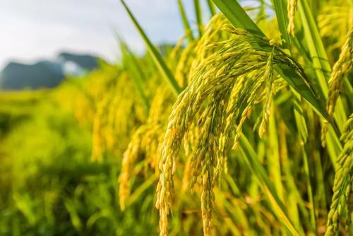 種植面積擴(kuò)大、技術(shù)保障增強(qiáng) 今年水稻依然有望豐收